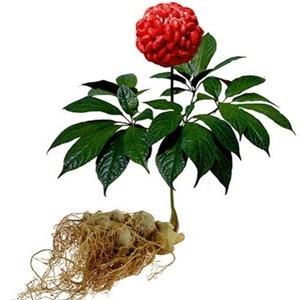 Ginseng di